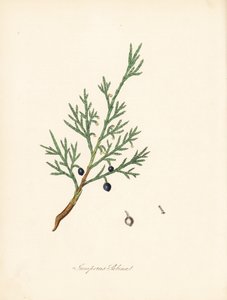 Sabine Wacholder - Gemeiner Sadebaum oder Wacholder Sadebaum, Juniperus sabina. Aus einer Illustration von James Sowerby aus William Woodville und Sir William Jackson Hooker