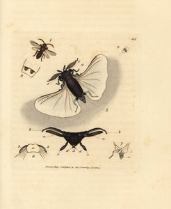 Sandbienenparasit, Stylops melittae. Handkolorierter Kupferstich von James Sowerby aus The British Miscellany, oder Coloured figures of new, rare, or little known animal subjects. von James Sowerby