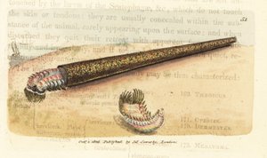 Sandröhrenbauender Annelidenfächerwurm, Pectinaria belgica (Nereis pectinata). Handkolorierte Kupferstichgravur von James Sowerby aus The British Miscellany, oder Coloured figures of new, rare, or little known animal subjects.