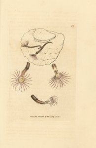 Sandwurm mit purpurroten Fühlern, Amphitrite rosea. Handkolorierter Kupferstich von James Sowerby aus The British Miscellany, or Coloured figures of new, rare, or little known animal subjects