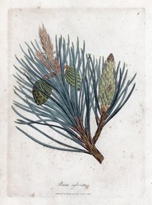 Schottische Kiefer - Schottische Fichte oder Schottische Kiefer, Pinus sylvestris. Handkolorierte Kupferstichgravur aus einer botanischen Illustration von James Sowerby aus William Woodville und Sir William Jackson Hooker