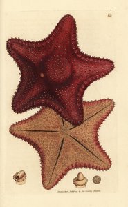 Seestern, Hippasteria phrygiana (Asterias equestris?). Handkolorierter Kupferstich von James Sowerby aus The British Miscellany, oder Coloured figures of new, rare, or little known animal subjects.