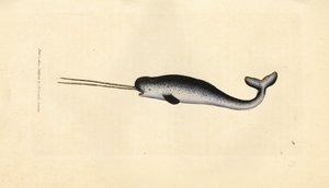 Narwal, Monodon monoceros. Seltenes Exemplar mit doppeltem Stoßzahn. Handkolorierter Kupferstich von James Sowerby aus The British Miscellany, oder Coloured figures of new, rare, or little known animal subjects. von James Sowerby