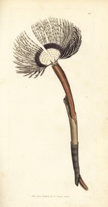 Seewurm, Amphitrite ventilabrum. Handkolorierter Kupferstich von James Sowerby aus The British Miscellany, or Coloured figures of new, rare, or little known animal subjects von James Sowerby