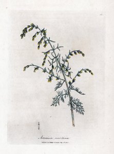 Meer-Wermut, Artemisia maritima
