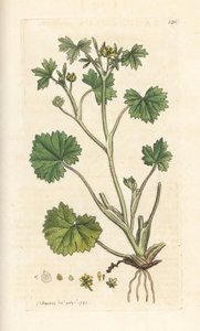Kleinblütiger Hahnenfuß, Ranunculus parviflorus. Handkolorierter Kupferstich nach einer Illustration von James Sowerby aus James Smiths English Botany, London von James Sowerby
