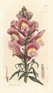Löwenmaul, Antirrhinum majus