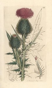Lanzett-Kratzdistel, Cirsium vulgare. Handkolorierter Kupferstich nach einer Illustration von James Sowerby aus James Smiths English Botany, London von James Sowerby