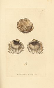 Stacheliges Herzmuschel, Acanthocardia aculeata