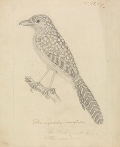 Fleckenspecht-Ameisenvogel von James Sowerby