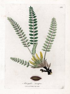 Stängelloser Astragalus - Stängelloser Tragant, Astragalus excapus. Handkolorierte Kupferstichgravur aus einer botanischen Illustration von James Sowerby aus William Woodville und Sir William Jackson Hooker