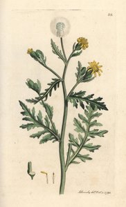 Klebriges Greiskraut, Senecio viscosus. Handkolorierter Kupferstich nach einer Illustration von James Sowerby aus James Smiths English Botany, London von James Sowerby