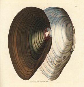 Teichmuschel, Anodonta stagnalis (Mytilus stagnalis). Handkolorierte Kupferstichgravur von James Sowerby aus The British Miscellany, or Coloured figures of new, rare, or little known animal subjects