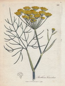 Fenchel von James Sowerby