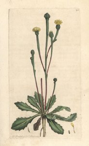 Zwerg-Lattich, Arnoseris minima. Handkolorierter Kupferstich nach einer Illustration von James Sowerby aus James Smith