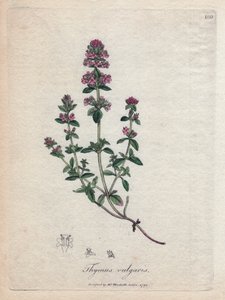 Thymian (Thymus vulgaris) von James Sowerby
