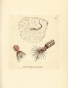 Röhrenbauender Anneliden-Federwurm, Spirobranchus triqueter. Handkolorierter Kupferstich von James Sowerby aus The British Miscellany, oder Coloured figures of new, rare, or little known animal subjects. von James Sowerby