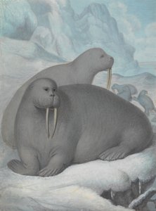 Walrosse mit Stoßzähnen von James Sowerby