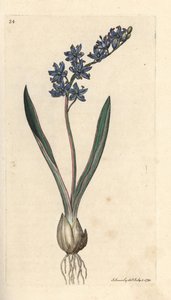 Zweiblättriger Blaustern, Scilla bifolia. Handkolorierter Kupferstich nach einer Illustration von James Sowerby aus James Smiths English Botany, London