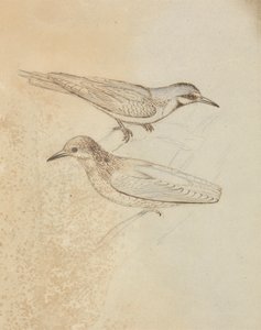 Zwei Baumläufer? von James Sowerby