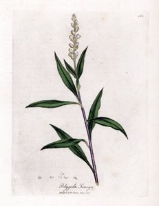Virginia Polygale oder Milchgras - Senega, Polygala senega