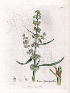 Wasser Geduld oder Aquatische Geduld - Großer Wasserdock, Rumex hydrolapathum. Handkolorierte Kupferstichgravur von James Sowerby aus William Woodville und Sir William Jackson Hooker