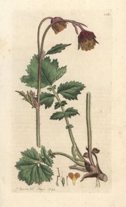 Bach-Nelkenwurz, Geum rivale. Handkolorierter Kupferstich nach einer Illustration von James Sowerby aus James Smiths English Botany, London von James Sowerby