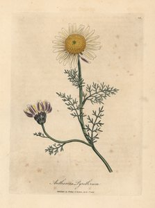 Weiße und gelbe spanische Kamille, Anthemis pyrethrum von James Sowerby