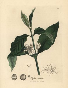 Weiße Blume, Blätter und Bohne der Kaffeepflanze, Coffea arabica von James Sowerby