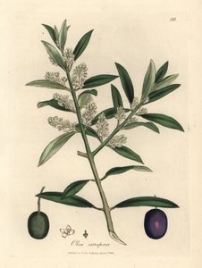 Weiß blühender europäischer Olivenbaum mit Früchten, Olea europaea von James Sowerby