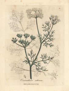 Weißblühender Koriander, Coriandrum sativum von James Sowerby