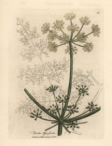 Weiß blühender Riesenfenchel oder Asant, Ferula assafoetida von James Sowerby