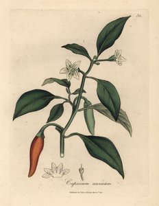 Weißblühender, scharlachroter Guinea-Pfeffer, Capsicum annuum von James Sowerby