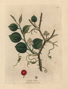 Weiße Blüten, Ranken und rote Beere der Chinesischen Smilax von James Sowerby