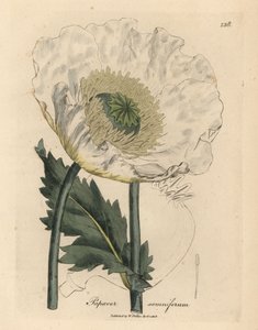 Weißer Mohn, Papaver somniferum