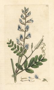 Wald-Wicke, Vicia sylvatica von James Sowerby