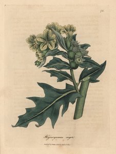 Gelbblühender Schwarzer Bilsenkraut, Hyoscyamus niger von James Sowerby