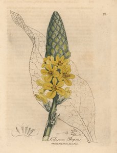 Gelbblühender Großblättriger Königskerze, Verbascum thapsus von James Sowerby