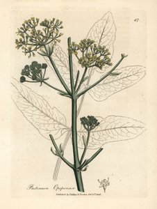 Gelbblühender Opopanax oder Rauhe Pastinake, Pastinaca opopanax