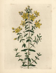 Gelbblühendes durchlöchertes Johanniskraut, Hypericum perforatum von James Sowerby