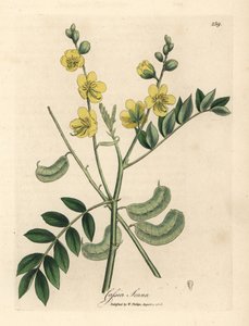 Gelbblühende Senna oder ägyptische Kassie mit Samenkapseln, Cassia senna