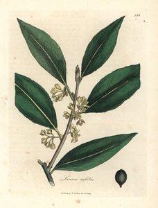 Gelbblühender Lorbeer, Laurus nobilis von James Sowerby