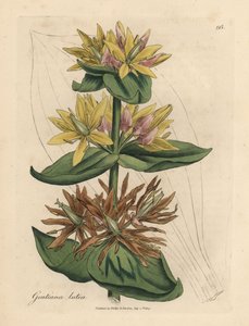 Gelber Enzian, Gentiana lutea von James Sowerby