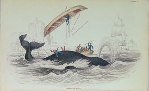Grönlandwal, Buchillustration graviert von William Home Lizars (1788-1859)