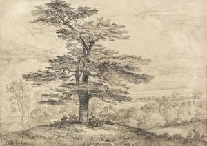 Eine Zeder auf einem Hügel mit einer Herde Hirsche im Schatten von James Ward