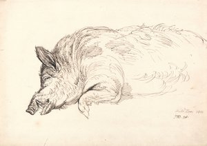 Ein Wildschwein, schlafend oder tot, 1814 von James Ward