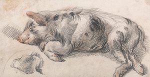 Schlafendes Schwein von James Ward