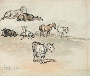 Studien von Pferden