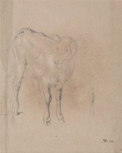 Studie eines Kalbs von James Ward