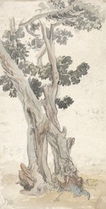 Studie eines Baums von James Ward